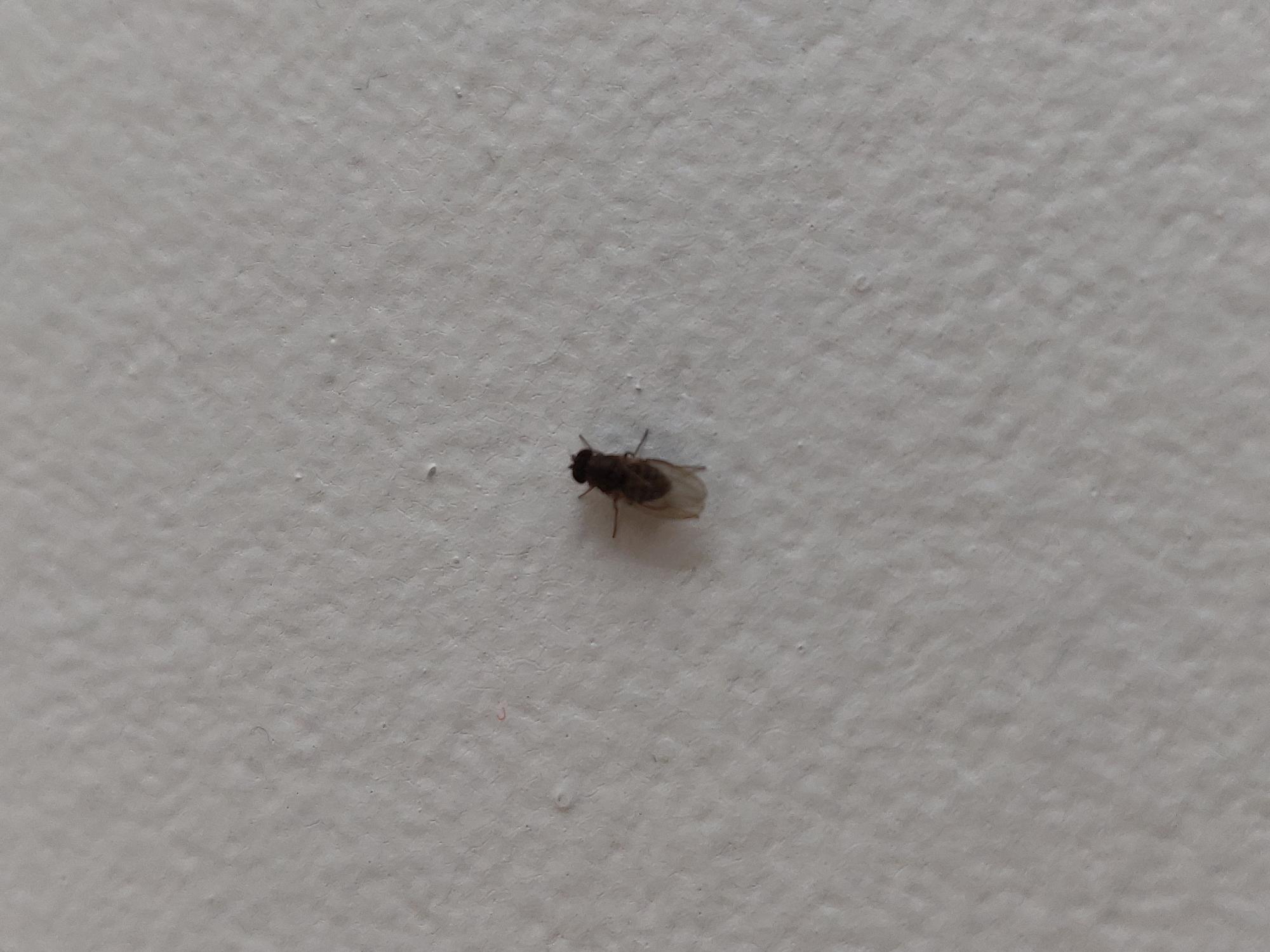 Petites mouches noires dans l'appartement