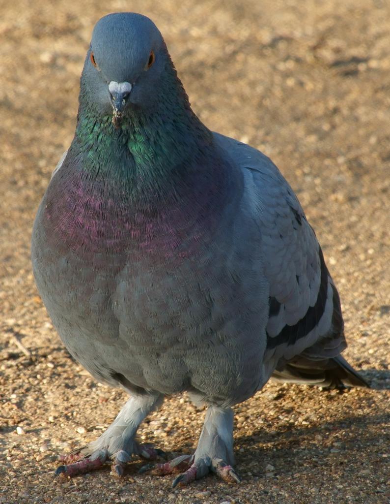 Nom : pigeon biset domestique (moonboots jardin des plantes) 09455.jpg
Affichages : 137
Taille : 124,3 Ko