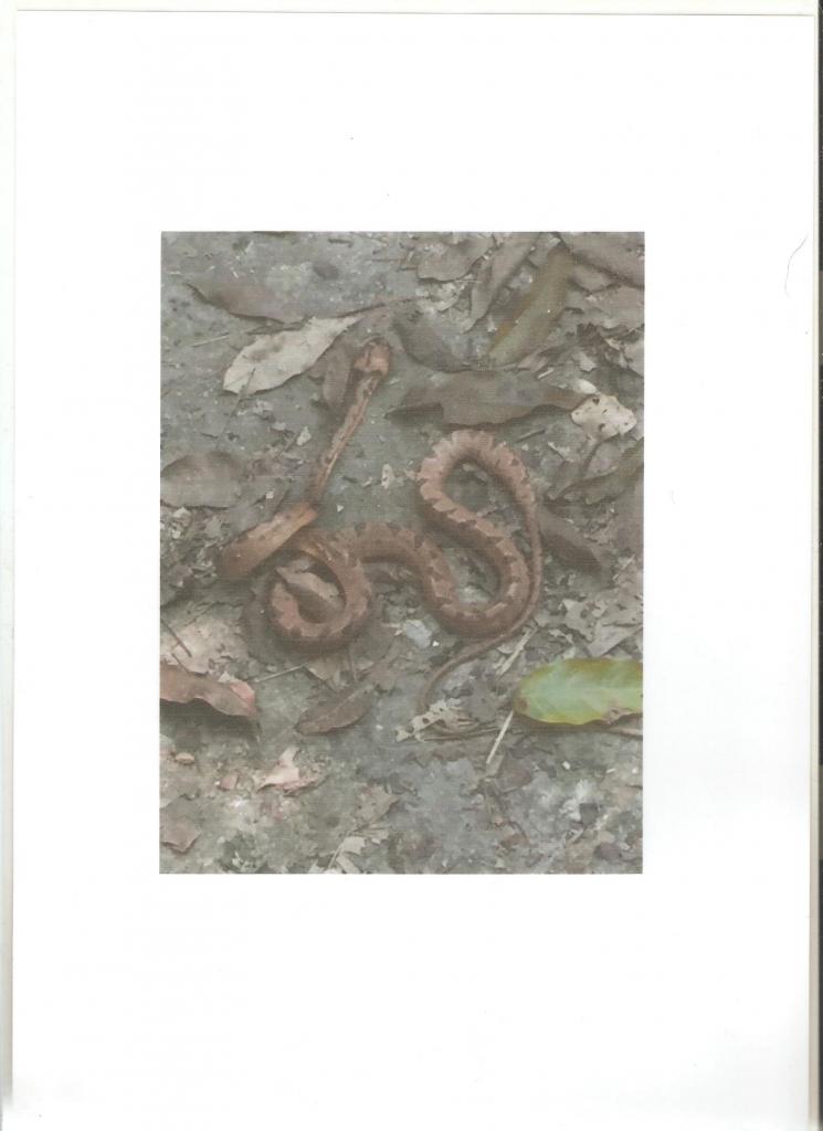 Nom : serpent Guatemala. (jpeg ).jpg
Affichages : 456
Taille : 51,8 Ko