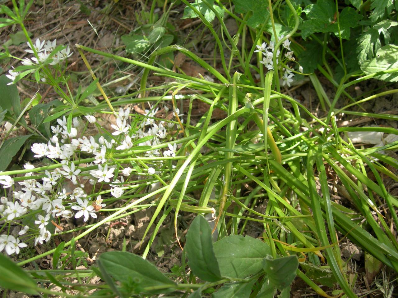 Fleurs blanches six pétales en ombelle ?