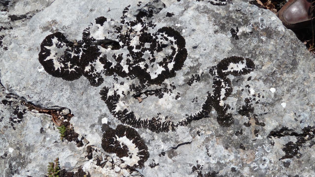 Nom : Chien lichen sur pierre.jpg
Affichages : 394
Taille : 265,6 Ko