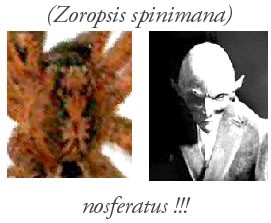 Nom : Nosferatu.jpg
Affichages : 488
Taille : 18,8 Ko