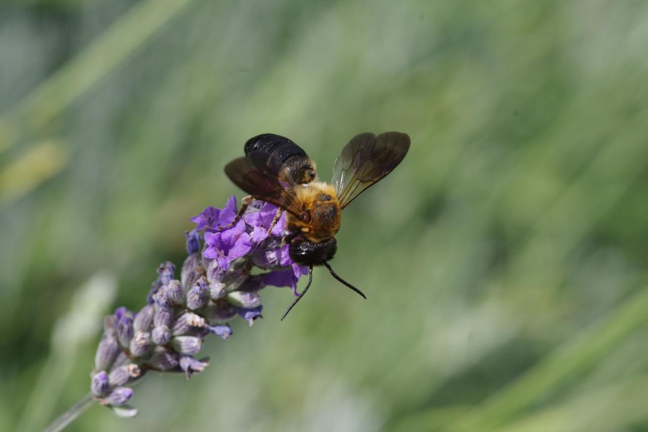 Nom : Abeille noire rduite.jpg
Affichages : 163
Taille : 58,8 Ko