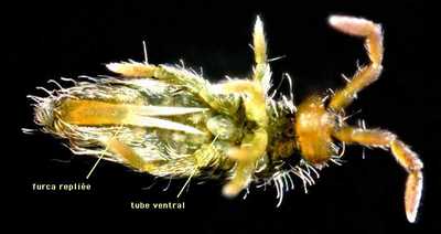 Nom : Entomobrya-marginata-ventral.jpg
Affichages : 720
Taille : 10,3 Ko