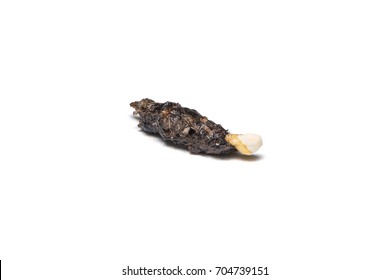 Nom : common-house-lizard-poop-isolated-260nw-704739151.jpg
Affichages : 58
Taille : 6,2 Ko