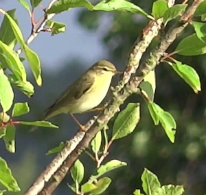 Nom : oiseau1.jpg
Affichages : 106
Taille : 51,8 Ko