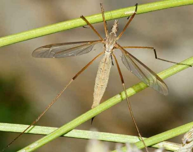 Nom : tipula b .jpg
Affichages : 88
Taille : 79,7 Ko