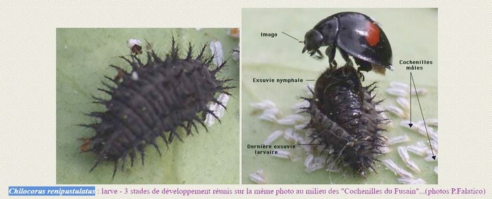 Nom : Chilocorus renipustulatus.jpg
Affichages : 76
Taille : 59,6 Ko