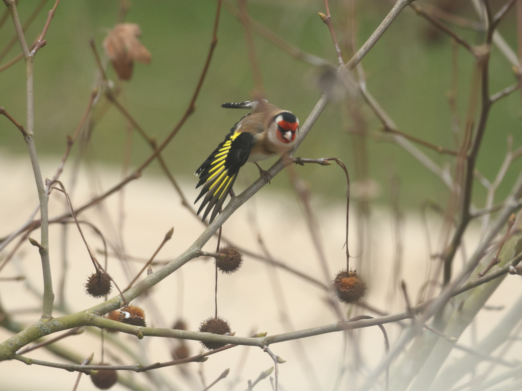 Nom : IMG_30131p.JPG
Affichages : 268
Taille : 501,8 Ko