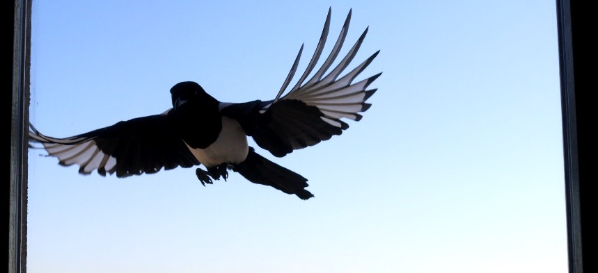 Nom : Pie12.jpg
Affichages : 240
Taille : 38,7 Ko