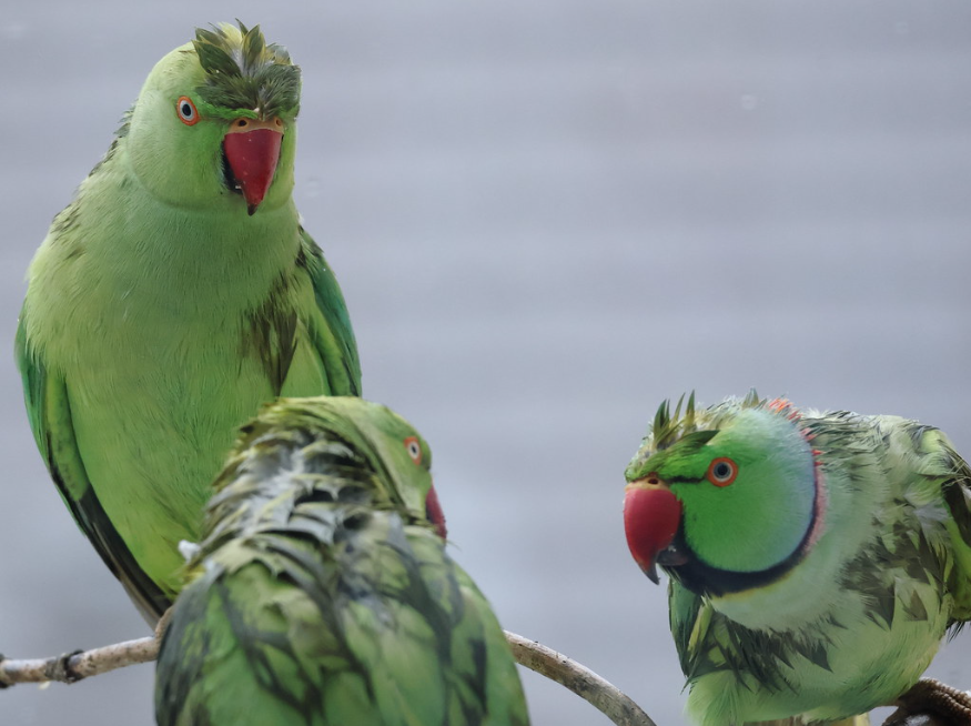 Nom : Perruches.PNG
Affichages : 104
Taille : 962,4 Ko