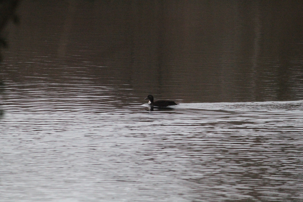 Nom : large.jpg
Affichages : 36
Taille : 406,1 Ko