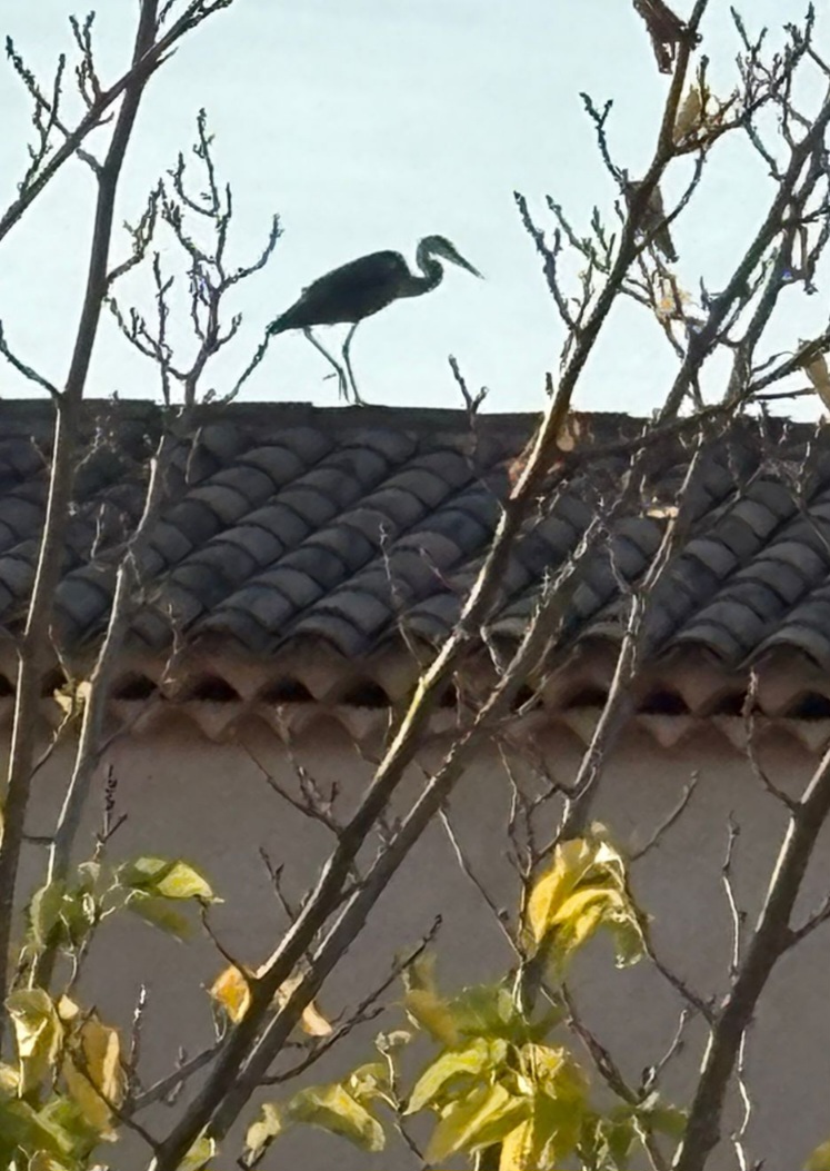 Nom : IMG-20251113-WA0000 (1).jpg
Affichages : 119
Taille : 216,4 Ko