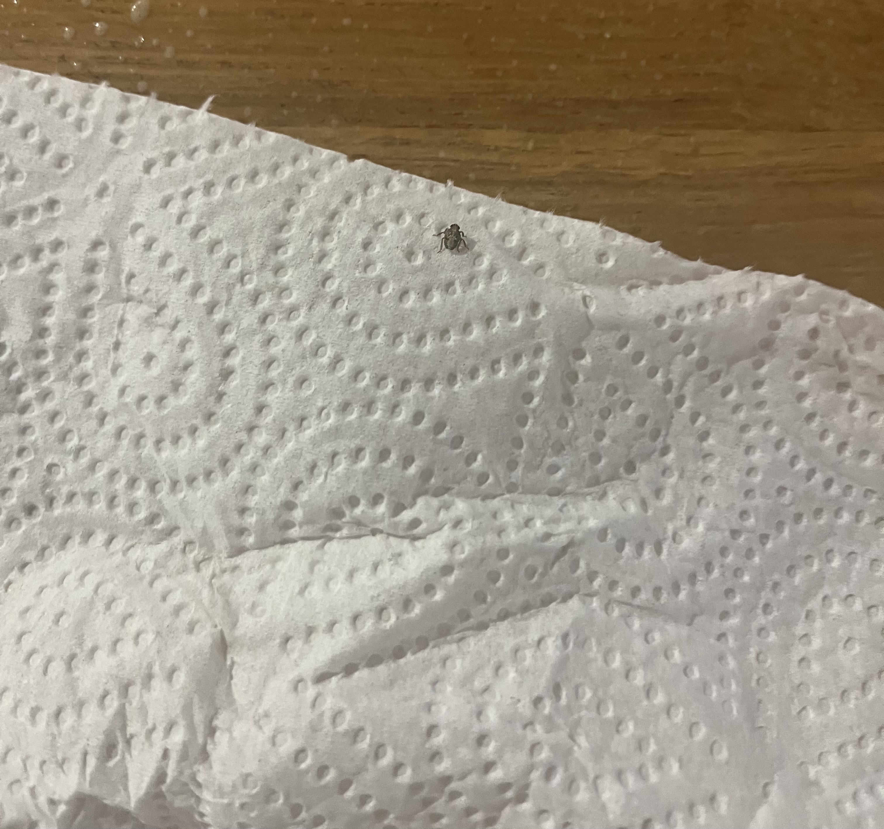 Nom : IMG_2102.jpeg
Affichages : 25
Taille : 2,17 Mo