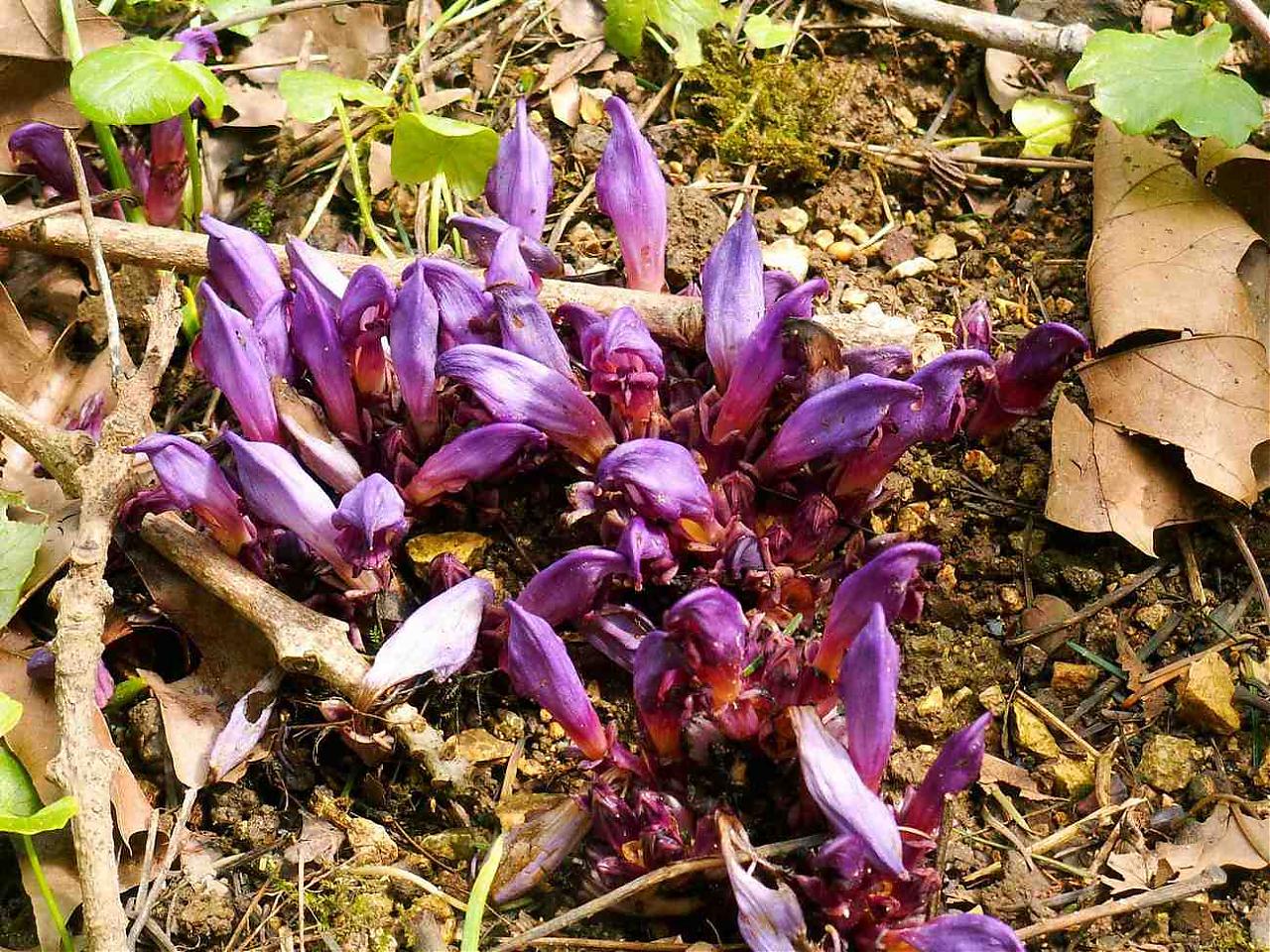 Quelle est cette fleur violette des sous-bois ?