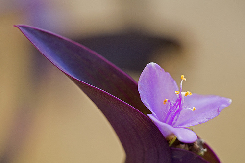 Identification Plante violette venant du Maroc