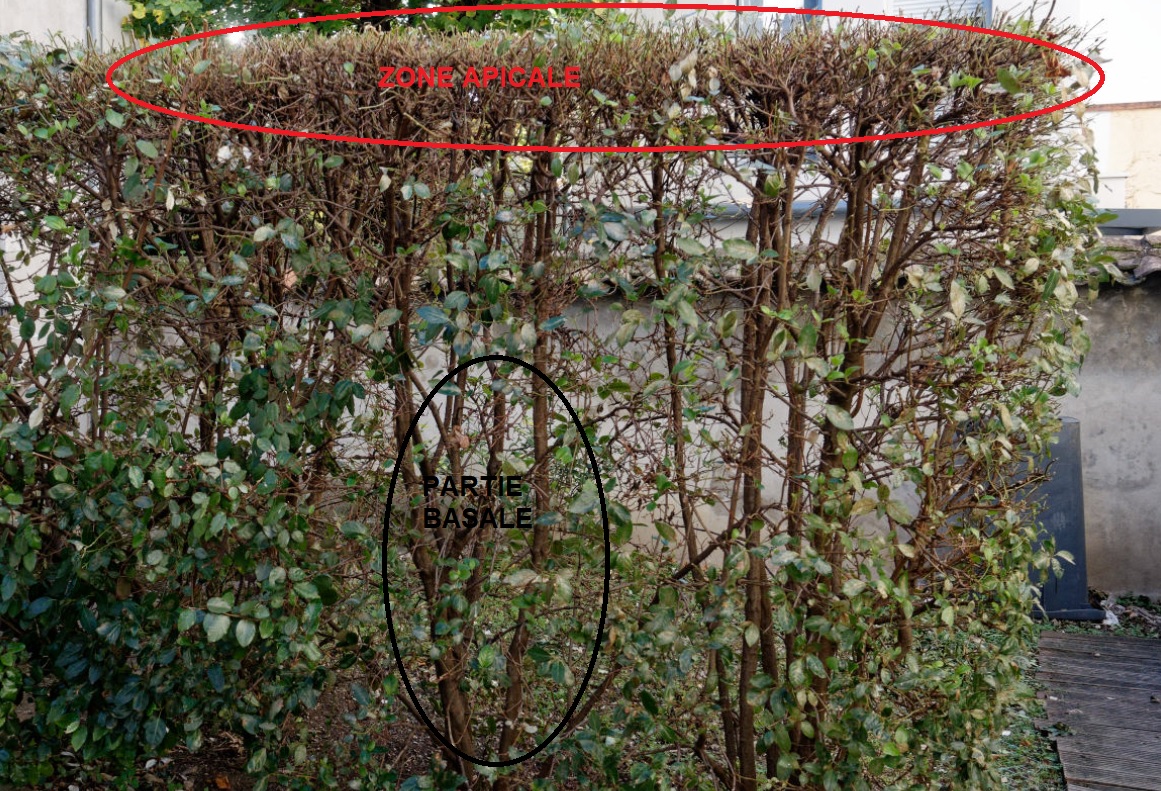 Nom : haie.jpg
Affichages : 50
Taille : 517,6 Ko