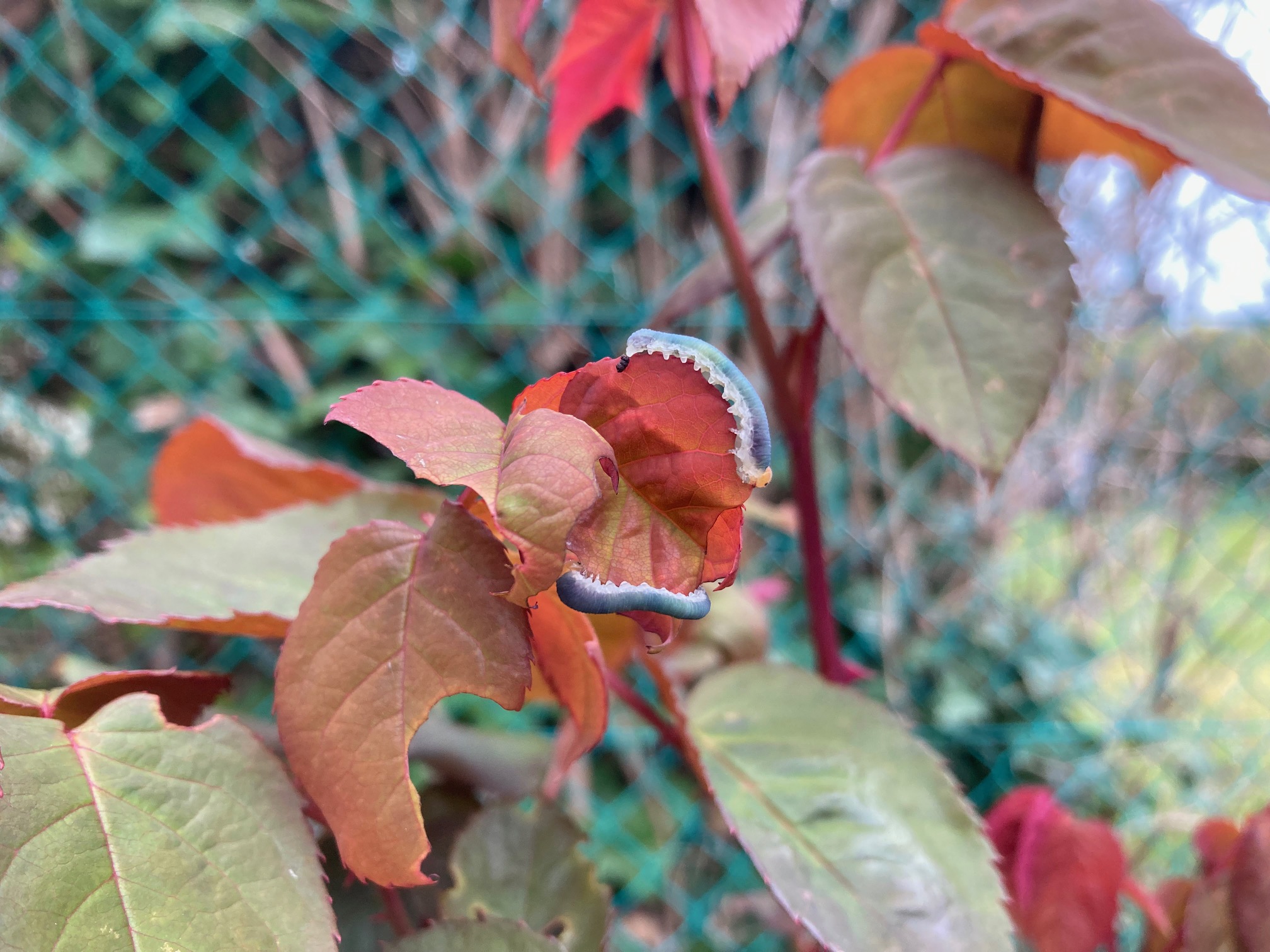 Nom : Ver_rosier-exif.jpeg
Affichages : 42
Taille : 591,9 Ko