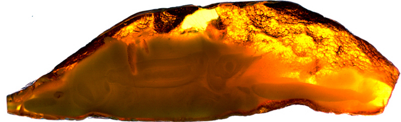 Nom : fossile ambre.jpg
Affichages : 290
Taille : 198,8 Ko