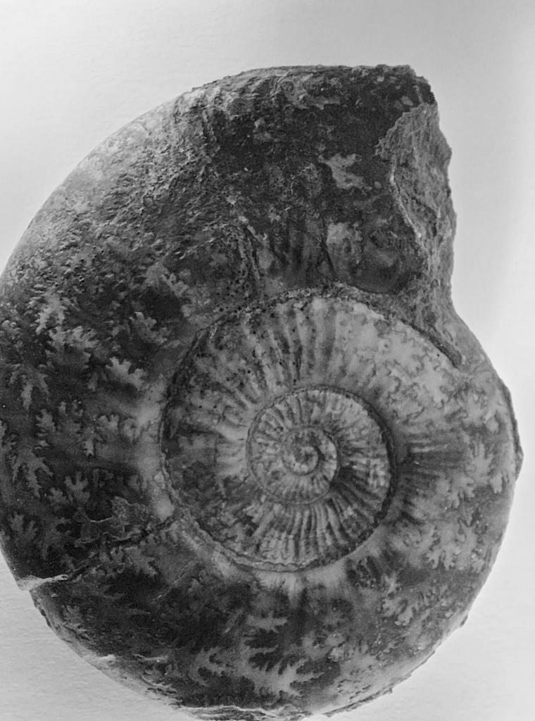 Nom : ammonite.jpg
Affichages : 195
Taille : 108,3 Ko