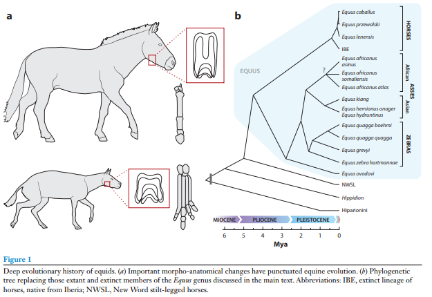 Nom : cheval.png
Affichages : 83
Taille : 75,8 Ko