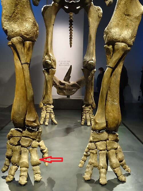 Nom : Pieds_de_mammouth_(46451556842).jpg
Affichages : 42
Taille : 127,5 Ko