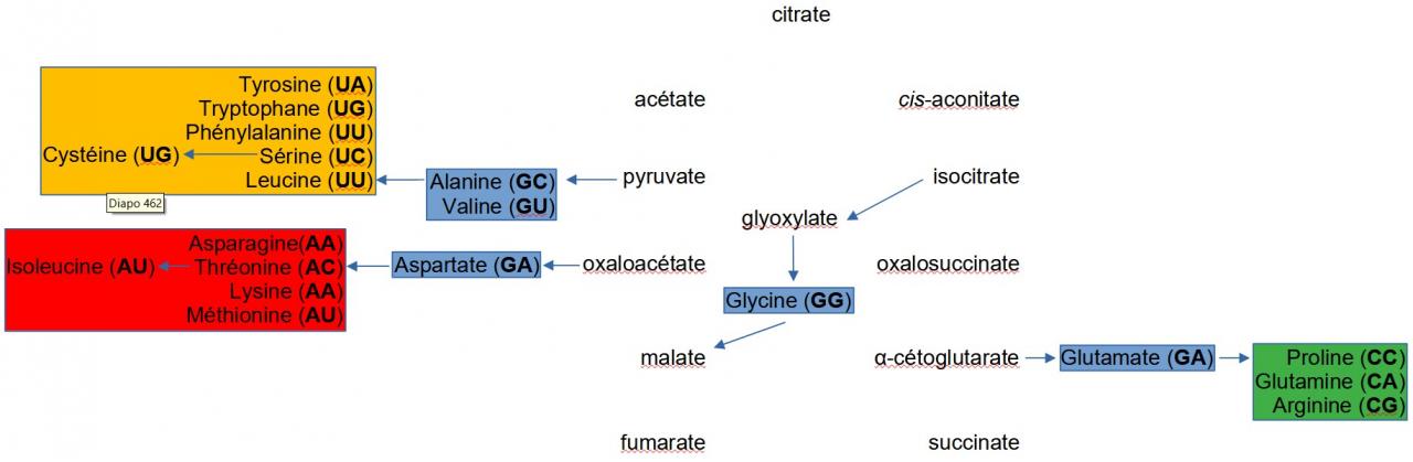 Nom : lien-metabolisme-et-assignation-des-codons-du-code-genetique-standard.jpg
Affichages : 333
Taille : 47,0 Ko