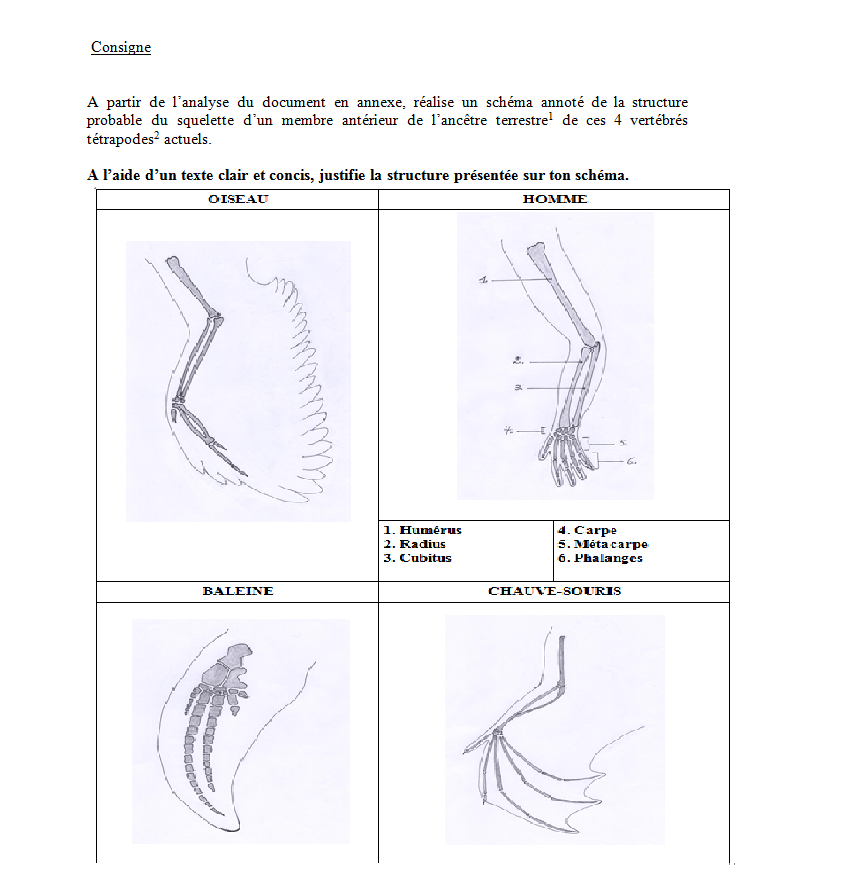 Nom : question bio.png
Affichages : 52
Taille : 253,6 Ko