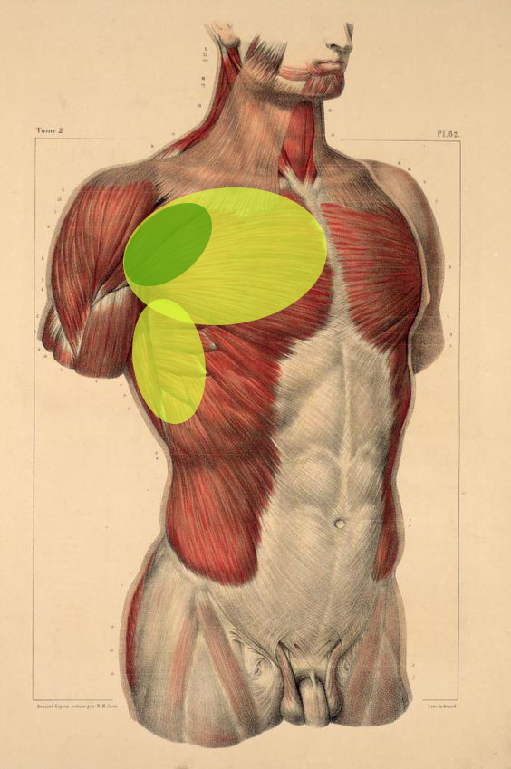 Douleurs et gênes côté gauche torse/épaule