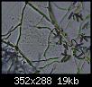 bacterie et champignons non identifier-image-046.jpg